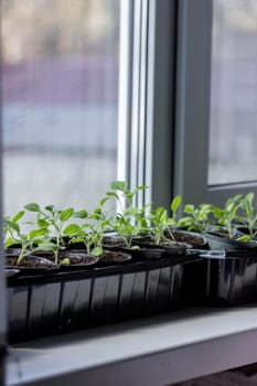 A group of seedlings growing in pots on a windowsill. Seedlings in pots