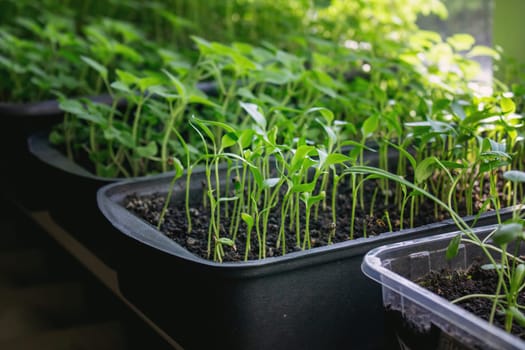 Seedlings on the windowsill. Gardening.