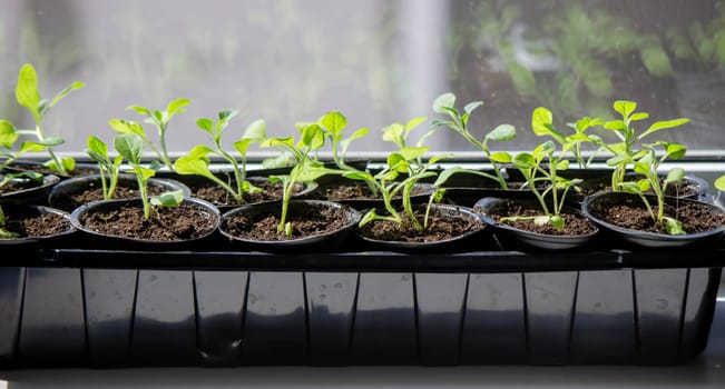 A group of seedlings growing in pots on a windowsill. Seedlings in pots