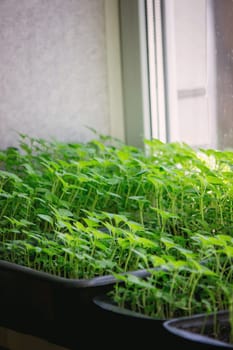 Seedlings on the windowsill. Gardening.