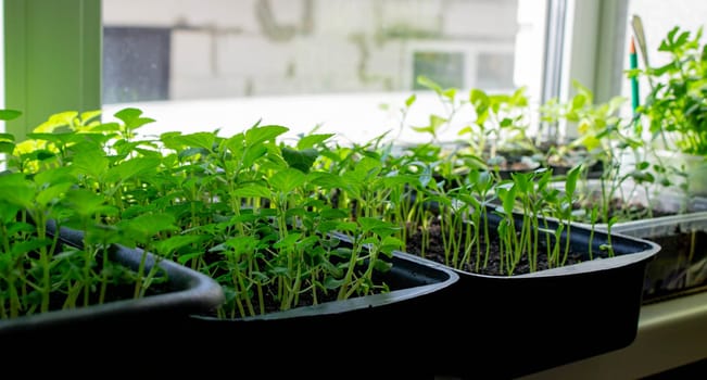 Seedlings on the windowsill. Gardening.