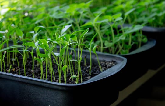 Seedlings on the windowsill. Gardening.