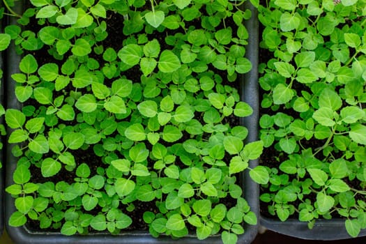 Seedlings on the windowsill. Gardening.