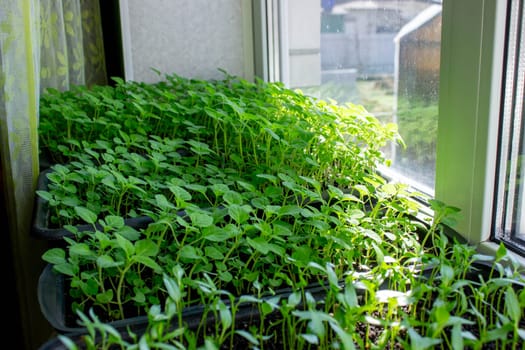 Seedlings on the windowsill. Gardening.