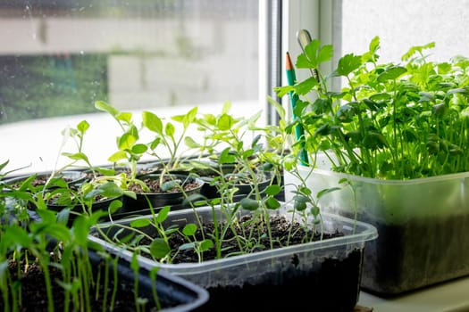 Seedlings on the windowsill. Gardening.