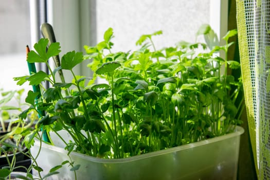 Seedlings on the windowsill. Gardening.