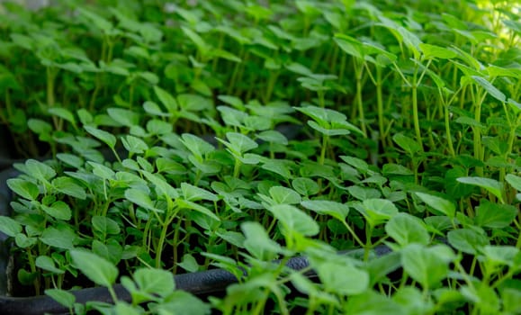 Seedlings on the windowsill. Gardening.