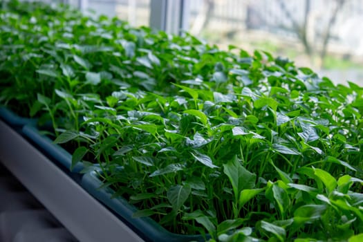 Seedlings on the windowsill. Gardening.