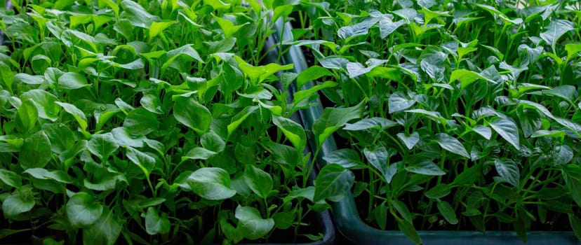Seedlings on the windowsill. Gardening.
