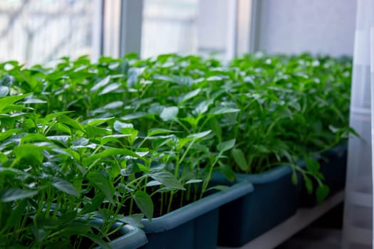 Seedlings on the windowsill. Gardening.