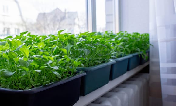 Seedlings on the windowsill. Gardening.