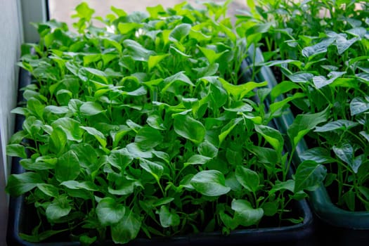 Seedlings on the windowsill. Gardening.
