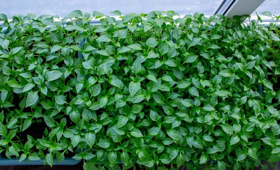 Seedlings on the windowsill. Gardening.