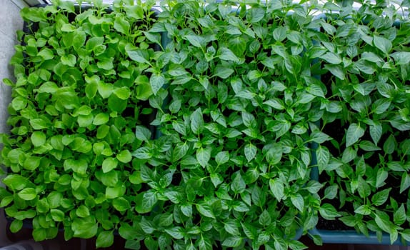 Seedlings on the windowsill. Gardening.