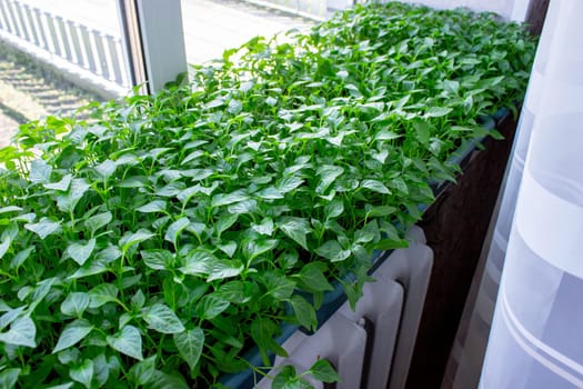 Seedlings on the windowsill. Gardening.
