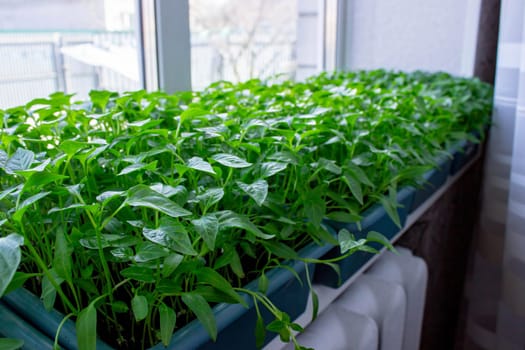 Seedlings on the windowsill. Gardening.