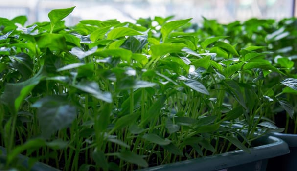Seedlings on the windowsill. Gardening.