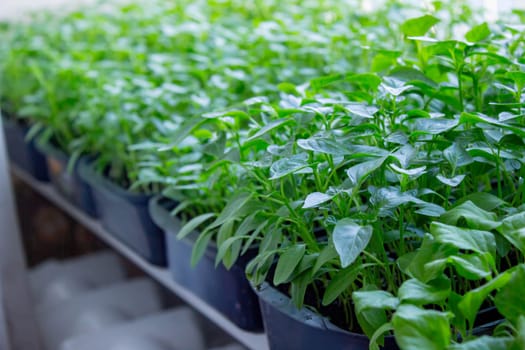 Seedlings on the windowsill. Gardening.