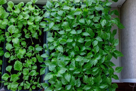 Seedlings on the windowsill. Gardening.