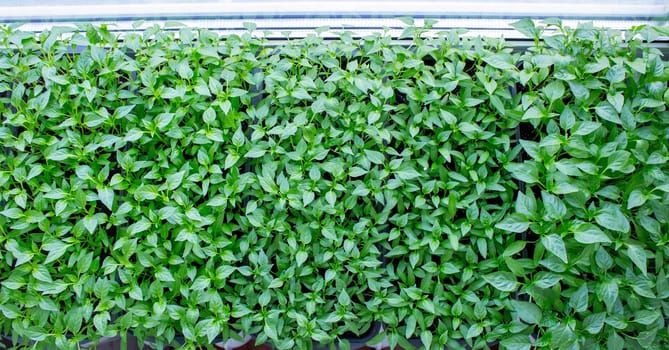 Seedlings on the windowsill. Gardening.