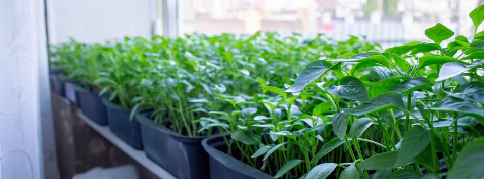 Seedlings on the windowsill. Gardening.