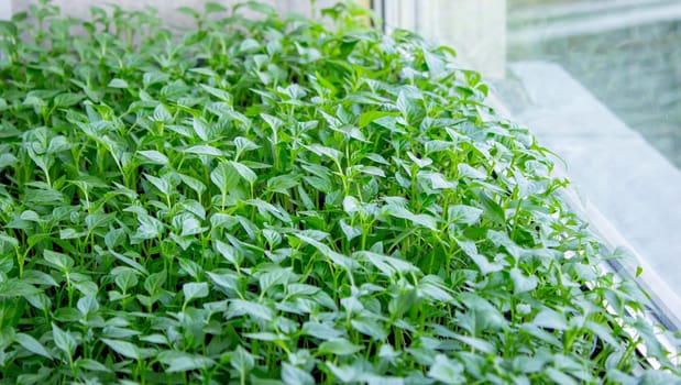 Seedlings on the windowsill. Gardening.