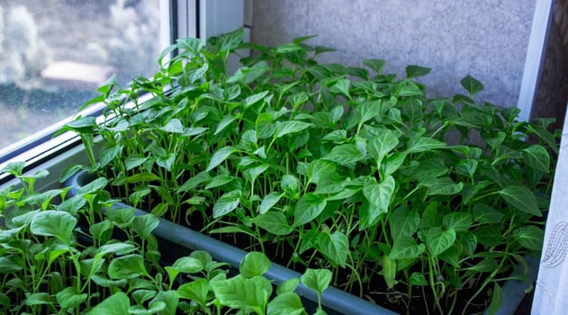 Seedlings on the windowsill. Gardening.