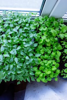 Seedlings on the windowsill. Gardening.