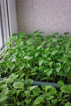 Seedlings on the windowsill. Gardening.