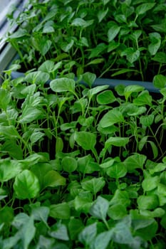 Seedlings on the windowsill. Gardening.