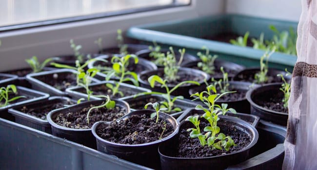 A group of seedlings growing in pots on a windowsill. Seedlings in pots