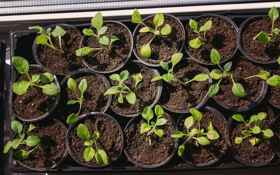 A group of seedlings growing in pots on a windowsill. Seedlings in pots