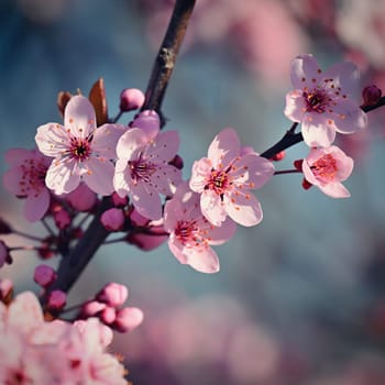 Spring background. Beautiful colorful blooming spring tree. Japanese cherry - Sakura. Nature background.