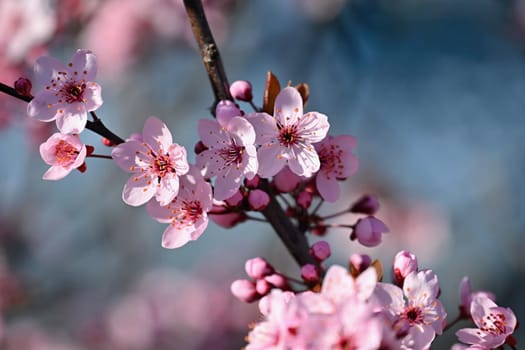 Spring background. Beautiful colorful blooming spring tree. Japanese cherry - Sakura. Nature background.