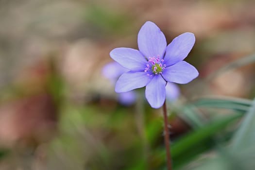 Spring flower. Beautiful blooming first small flowers in the forest. Hepatica. (Hepatica nobilis)