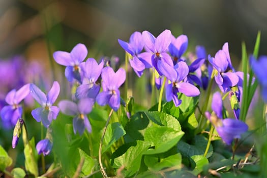 Beautiful spring small purple flower-plant Violka fragrant - Violka. Spring time in nature. (Viola odorata)