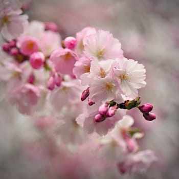 Spring flowers. Beautifully blossoming tree branch. Cherry - Sakura and sun with a natural colored background.