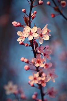 Blossom tree. Nature background. Sunny day. Spring flowers. Beautiful Orchard. Abstract blurred background. Springtime.