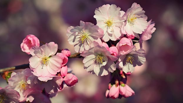 Blossom tree. Nature background. Sunny day. Spring flowers. Beautiful Orchard. Abstract blurred background. Springtime.