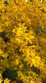 Close-Up of Vibrant Yellow Forsythia Flowers on a Sunny Spring Day. Bright yellow flowers bloom in full glory under sunlight, epitomizing the vividness of spring. A beautiful display of nature's brilliance, providing a lively and cheerful springtime ambiance.