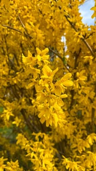 Golden Yellow Forsythia Blossoms on a Sunny Spring Day. Bright yellow flowers forsythia bloom in the spring, symbolizing renewal and vibrant seasonal energy.