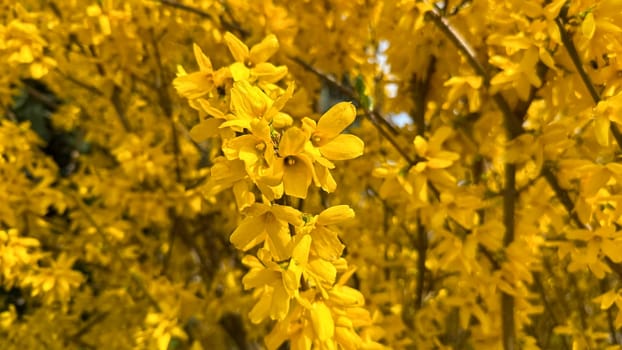 Vivid Yellow Forsythia Blossoms Captured in Full Bloom During Spring Season. A vibrant display of bright yellow forsythia flowers in bloom, symbolizing the arrival of spring. An ideal representation of natural beauty and the joyful seasonal transition to warmer days.