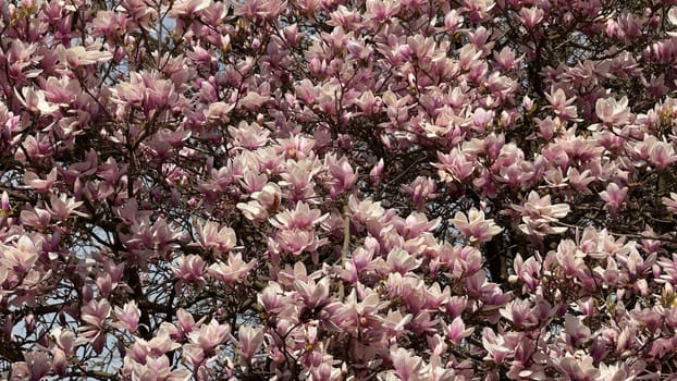 Blooming Magnolia Tree Full of Delicate Pink and White Flowers in Spring. A lush magnolia tree in full bloom showcasing delicate pink and white blossoms under sunlight, capturing the essence of nature's beauty and the charm of springtime renewal with vibrant colors.