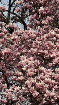 Blooming Pink Magnolia Tree in Full Vibrant Springtime Flourish. Magnolia tree adorned with numerous pink blossoms, showcasing nature's beauty during peak spring. Perfect for themes of growth, freshness, and seasonal aesthetics in botanical and nature-focused contexts.