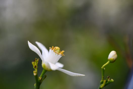 In a tranquil garden, a delicate white flower opens its petals, showcasing vibrant yellow stamens. A nearby bud hints at new beginnings, reflecting the serene beauty of nature in early morning light.
