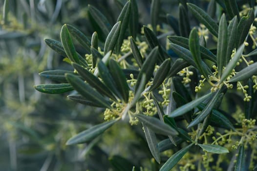 Nestled in a serene garden, vibrant olive tree leaves shimmer as delicate buds emerge, heralding the arrival of spring. Nature thrives in this peaceful setting under soft sunlight.