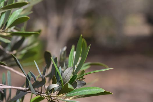 Olive branches burst with life as sunlight dances on their rich green leaves, creating a serene atmosphere in a tranquil garden. Nature thrives in this beautiful moment.