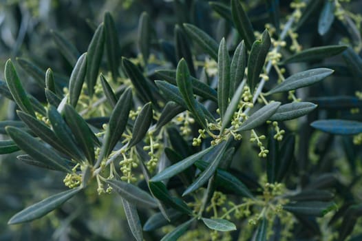 Delicate olive tree branches stretch gracefully, displaying a lush array of green leaves and tiny budding flowers, illuminated by gentle daylight in a tranquil garden.