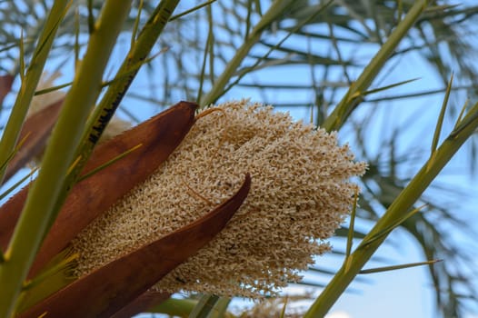 Clusters of tiny white flowers emerge from rich brown bracts, surrounded by vibrant green palm fronds. The clear blue sky enhances the serene beauty of this tropical oasis.