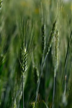 Fields of wheat stretch endlessly, each golden ear dancing in the soft wind. The sun bathes the landscape in a warm glow, creating a peaceful rural atmosphere during the golden hour.